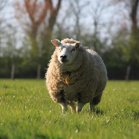 Appartamento Op Zestien Hippolytushoef Esterno foto